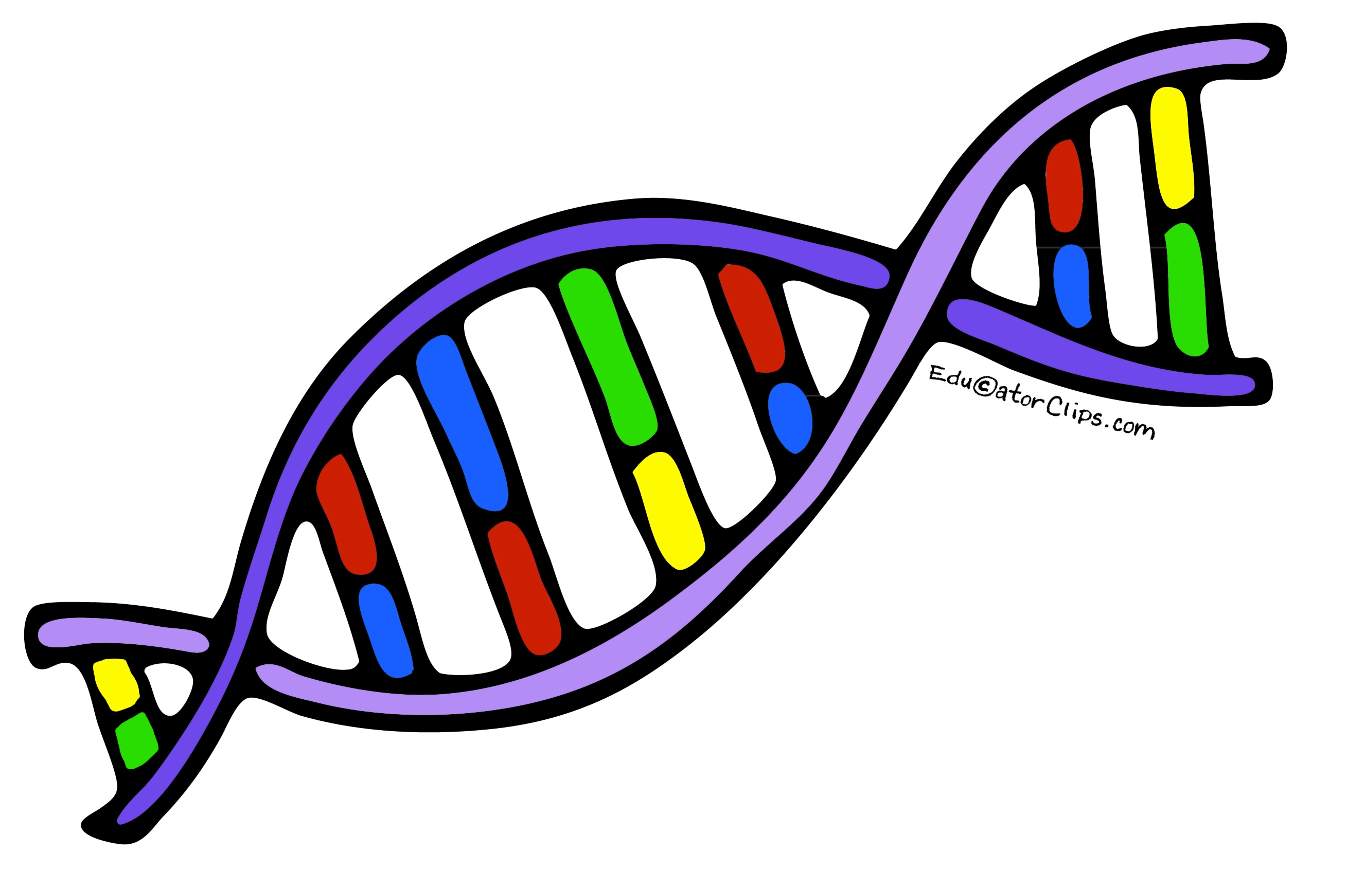 DNA (gene)