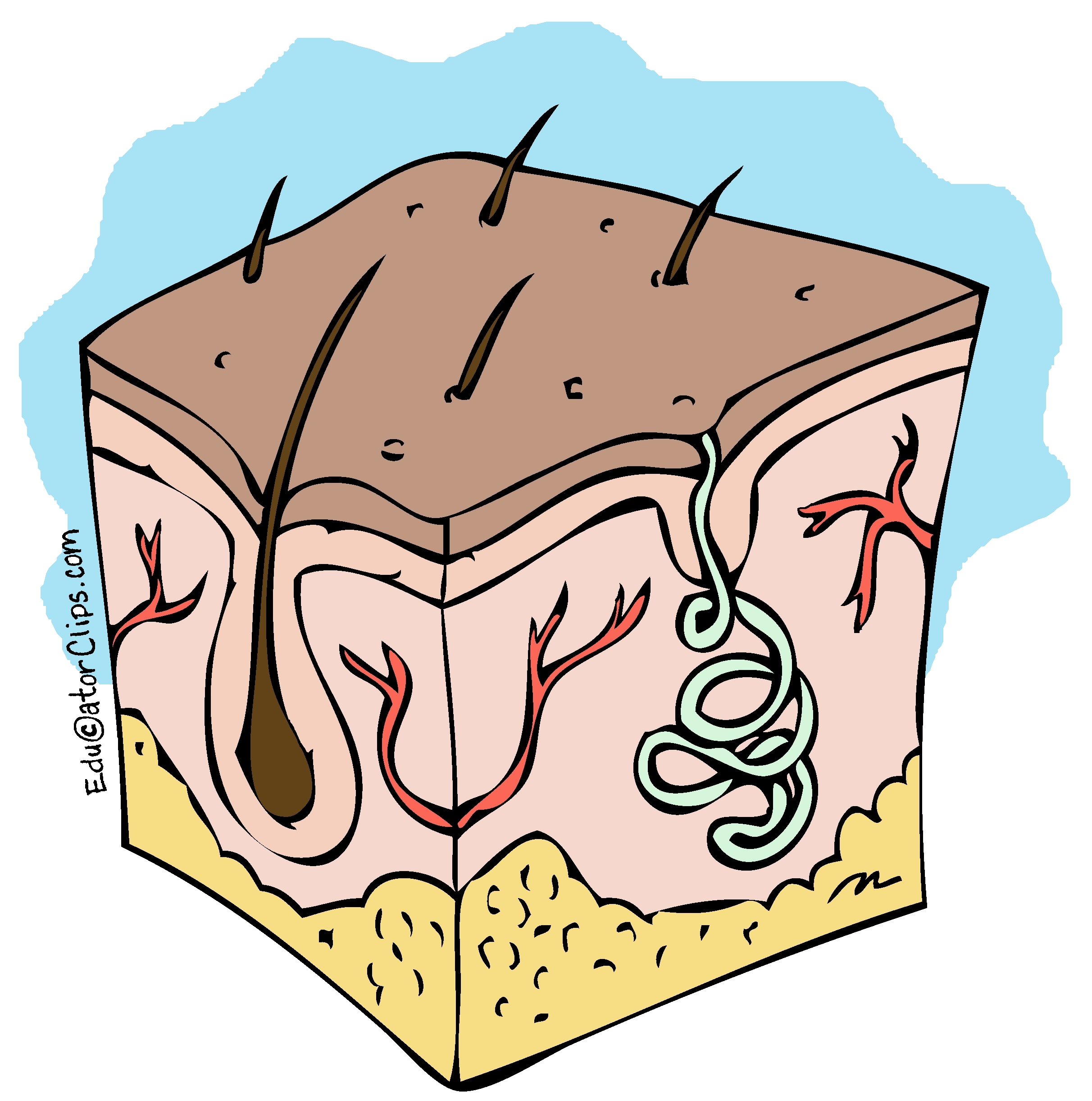 Skin Cutaway Clip Art